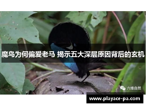 魔鸟为何偏爱老马 揭示五大深层原因背后的玄机